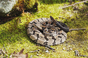 Timber Rattler Snake On Grassy Ground Wallpaper