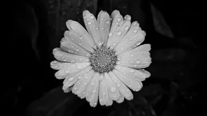 Timeless Elegance Of Black And White Color Wallpaper