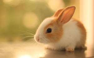 Tiny Brown Baby Bunny Wallpaper