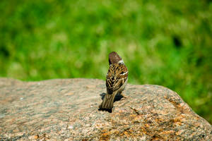 Tiny Brown Beautiful Birds Wallpaper