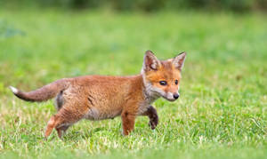 Tiny Fox Cub Wallpaper