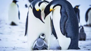 Tiny Little Baby Penguin Wallpaper