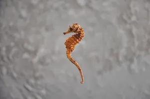 Tiny Orange Seahorse Wallpaper