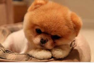 Tired Pomeranian Baby Dog Wallpaper