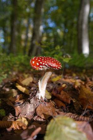 Toadstool Texture Mushroom Aesthetic Wallpaper