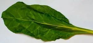 Tonal Contrast Of Spinach Leaf Wallpaper