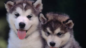 Tongues Out Husky Puppies Wallpaper