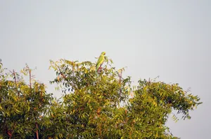 Top Of Tree Green Parrot Hd Wallpaper