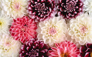 Top View Dalhia Flowers Nice Desktop Wallpaper