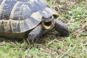 Tortoise_ Open_ Mouth_ Grass Wallpaper