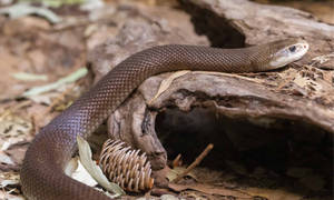 Toxic Taipan Snake Wallpaper