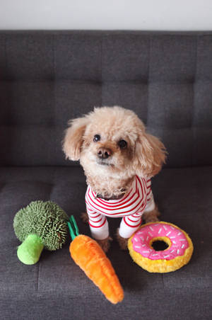 Toy Poodle With Plushies Wallpaper