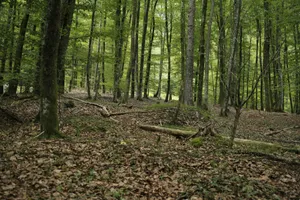 Tranquil Forest Glade Wallpaper