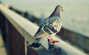 Tranquil Pigeon Overlooking The Ocean Wallpaper