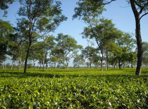 Tranquil Sunrise At A Tea Garden Wallpaper