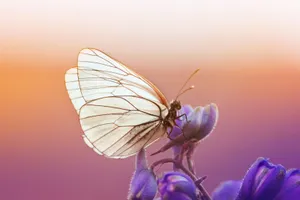 Translucent Butterfly Sunset Glow Wallpaper