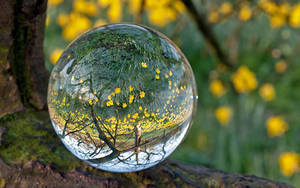 Transparent Ball Yellow Flowers Wallpaper