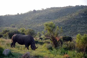 Traveling To Explore The Beauty Of Africa Wallpaper