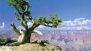 Tree At Grand Canyon Wallpaper