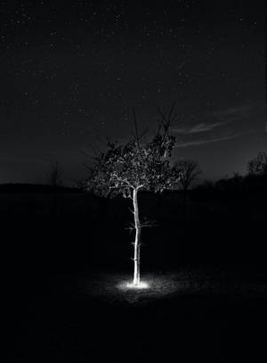 Tree Black Stars Wallpaper
