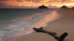 Tree Branch On Beach Sunrise Wallpaper