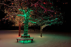 Tree Christmas Lights Park Snow Wallpaper