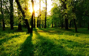 Tree Forest Sunlight Wallpaper