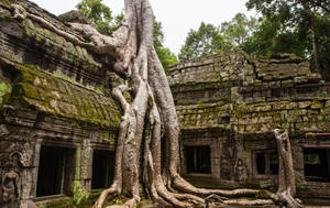 Tree Growing On Ruins Of Angkor Wat Wallpaper