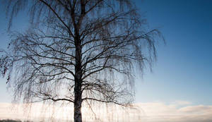 Tree Leaves Most Beautiful Nature Wallpaper