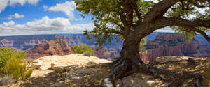 Tree Mountain Ranges Death Valley Wallpaper