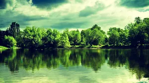 Tree On Green Lake Wallpaper
