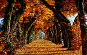 Tree Pathway In Fall Wallpaper