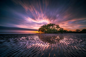 Tree Seashore Purple Sunrise Wallpaper