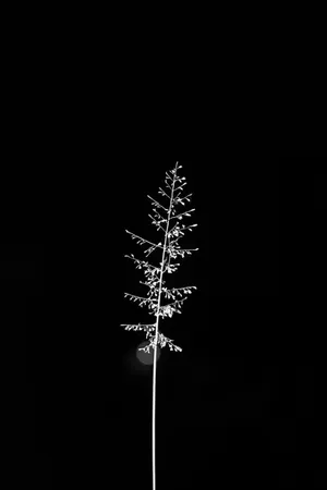 Tree Silhouette Samsung Black Wallpaper