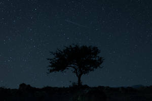 Tree Silhouette Starry Sky Wallpaper