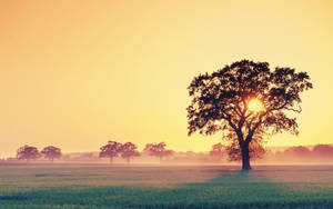 Tree Silhouette Yellow Sky Wallpaper