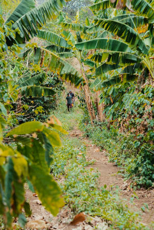 Trees And Farm In Nicaragua Wallpaper