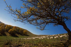 Trees On The Hillside Wallpaper