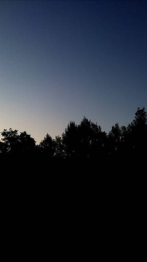 Trees Silhouettes Original Iphone 4 Wallpaper