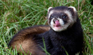 Tricolored Grass Ferret Wallpaper