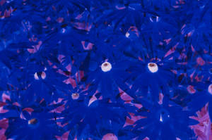 Trippy Blue Flowers Wallpaper