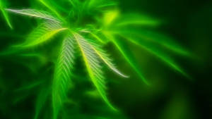 Trippy Green Marijuana Leaf Wallpaper