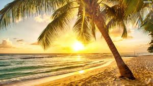 Tropical Beach Sunrise Wallpaper