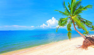 Tropical Beach Turquoise Palm Tree Wallpaper