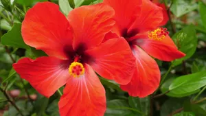 Tropical Chinese Hibiscus Wallpaper