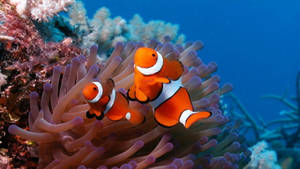 Tropical Clown Fish Wallpaper