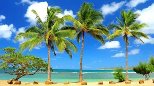 Tropical Coconut Tree Area Wallpaper
