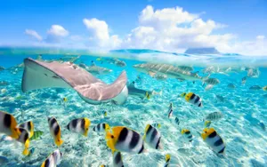 Tropical Fish In The Ocean Wallpaper