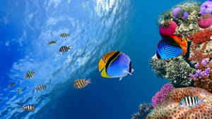 Tropical Fish In The Sea Wallpaper