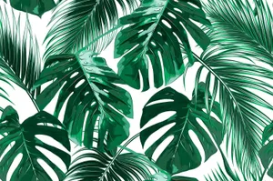Tropical Leaves On A White Background Wallpaper